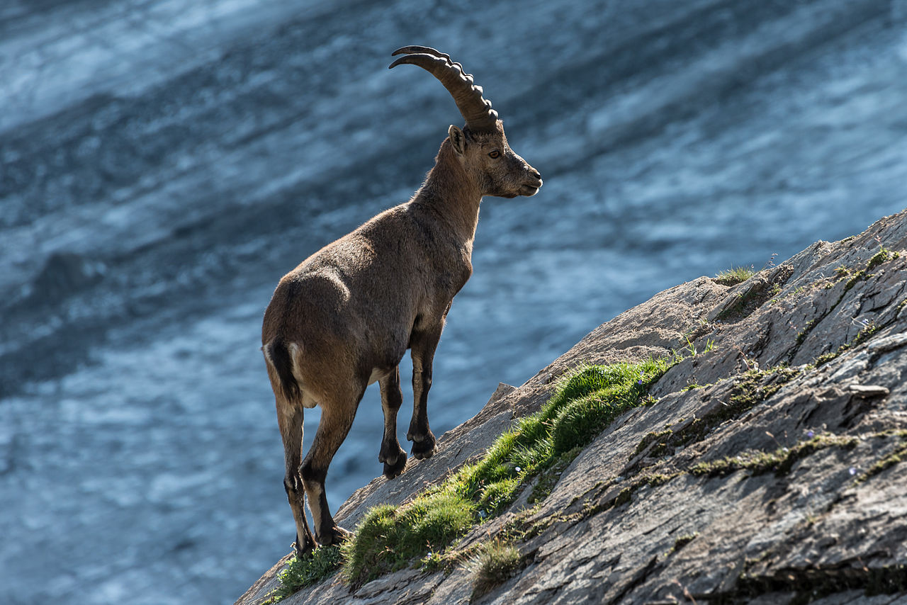 "Steinbock 14962940265" by Berndthaller, under CC-BY-SA-3.0-AT