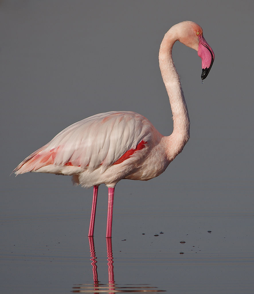 "Flamant rose Salines de Thyna" by Touzrimounir, under CC-BY-SA-3.0