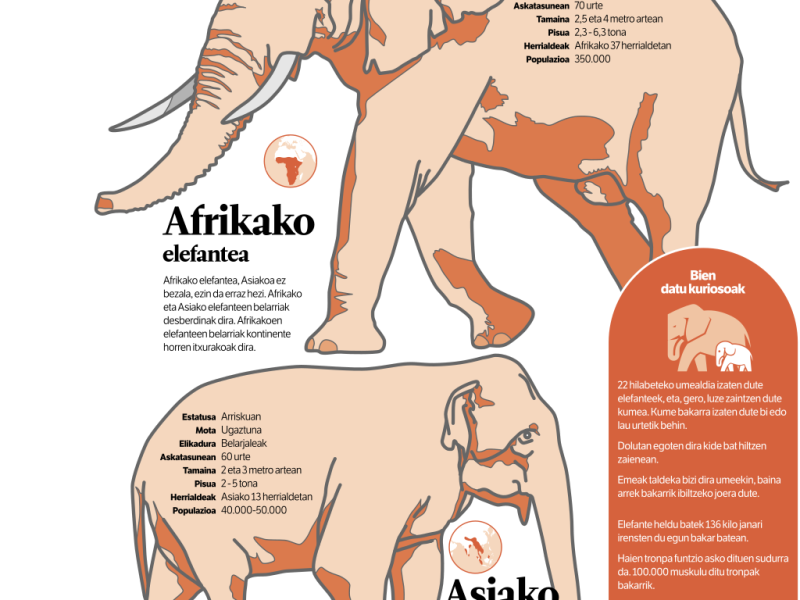 Infographic comparing the African and Asian elephants