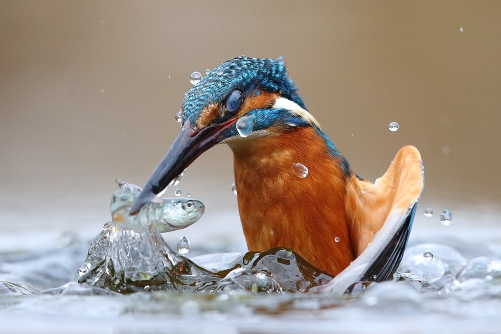 A common kingfisher plucking a fish from the Po River belt in Italy.