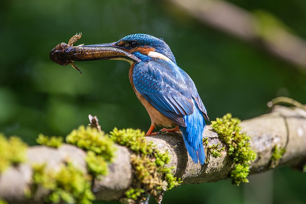 Common kingfisher was captured in May in the Bergstraße-Odenwald Nature Park in Southern Germany.