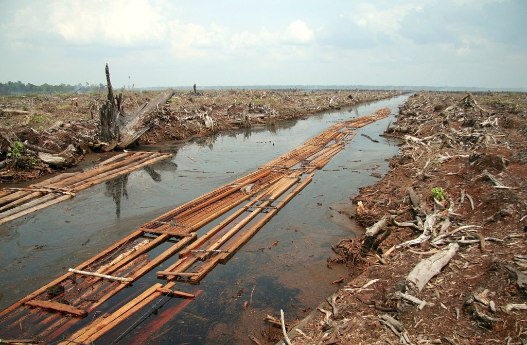 Deforestation for oil palm plantation in 2006.