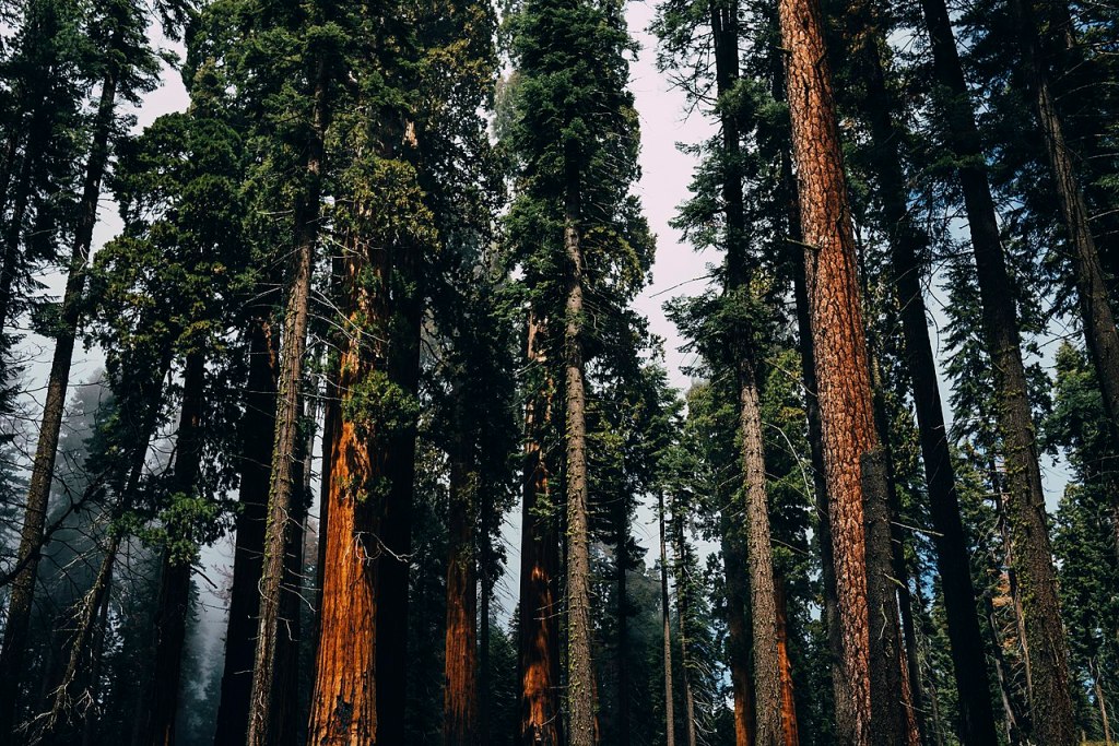 Trees in Sequoia National Park