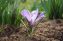 Flower planted in the ground